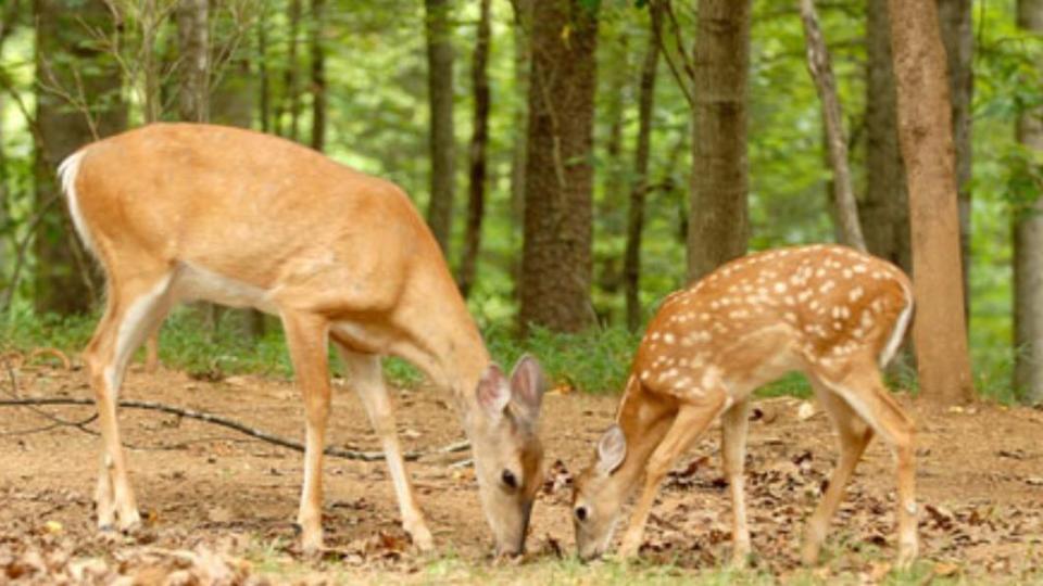 維吉尼亞州最有名的鹿是白尾鹿（white-tailed deer，也稱維吉尼亞鹿）。（圖／翻攝自 維州野生資源部門）