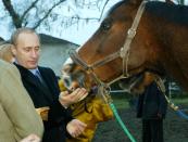 Bestechung? Wladimir Putin hat für seinen tierischen Begleiter scheinbar ein paar leckere Snacks dabei. Kein Wunder, dass das Pferd so angetan ist von dem russischen Präsidenten. Der zeigt sich übrigens sehr gerne mit den unterschiedlichsten Tieren. (Bild: Gilles Bouquillon/Getty Images)