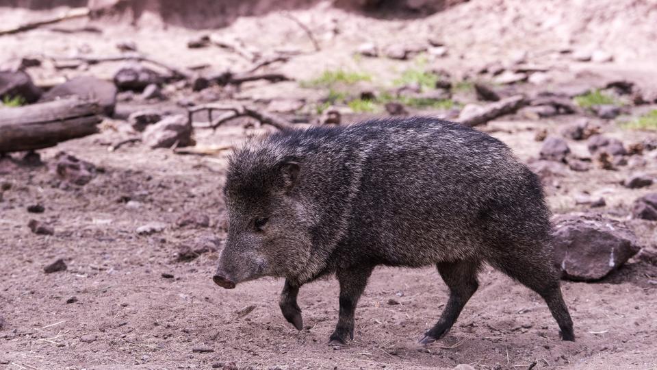 A javelina in the desert