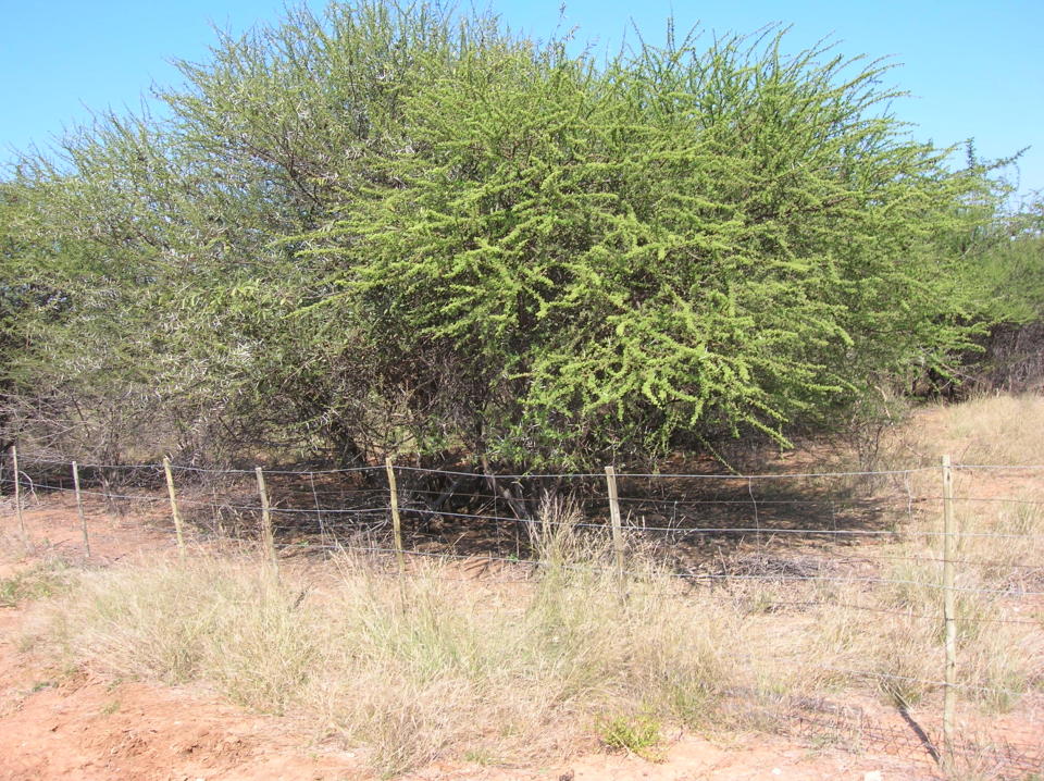 Acacia Trees: Lots and lots of thorns in these.