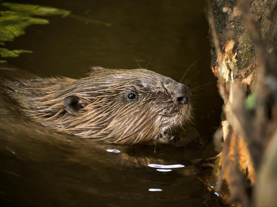 Beavers are native to Britain but were hunted to extinction (Getty/iStock)