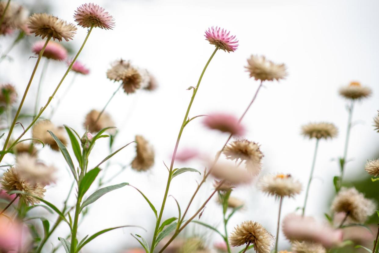 A low angle view of pink straw flowers.