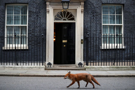 A fox walks past 10 Downing Street in London, Britain January 16, 2018. REUTERS/Hannah McKay/File Photo