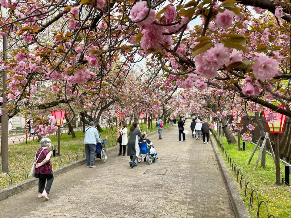 Japan Travel｜Osaka Mint will be open for seven days starting from April 5!  141 kinds of cherry blossoms create a 560-meter cherry blossom tunnel, and online reservations are available from now on (with a list of registration steps)