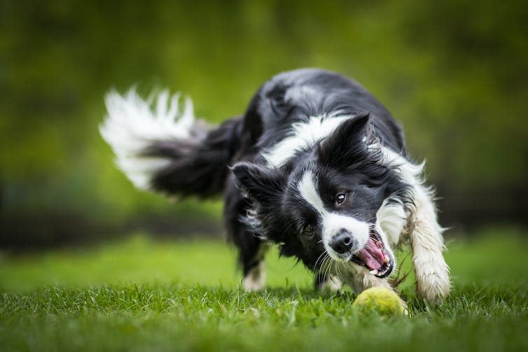 Border collie chases a tennis ball