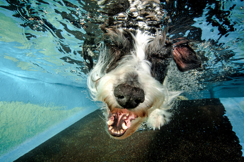 <p>A lurcher submerges with his eyes closed and no ball. (Photo: Jonny Simpson-Lee/Caters News) </p>