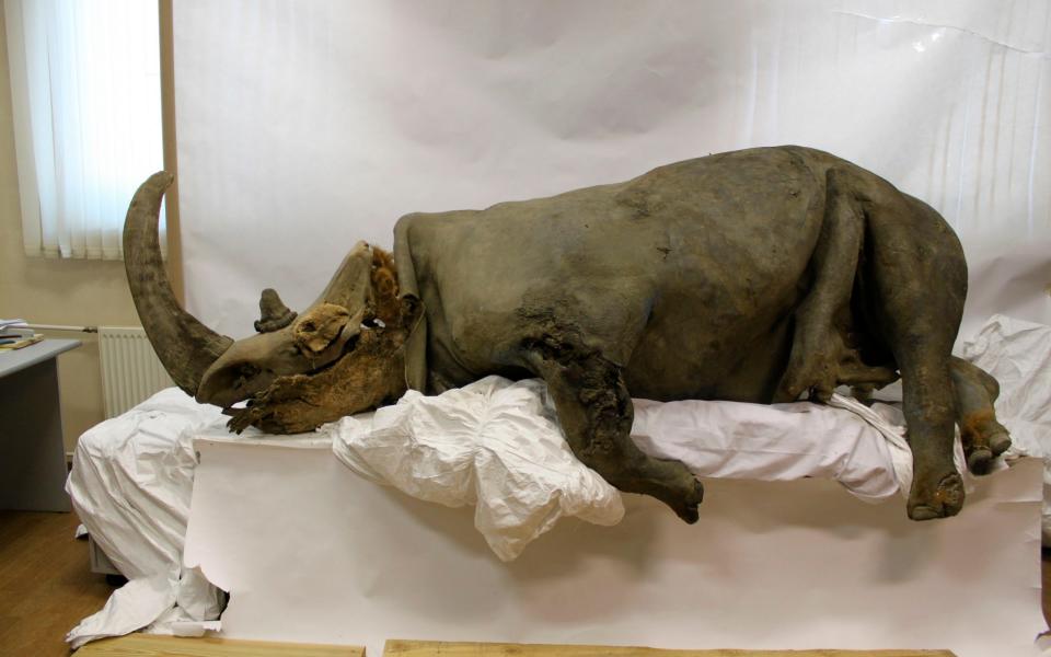 Brown furry rhinos - SERGEY FEDOROV/AFP