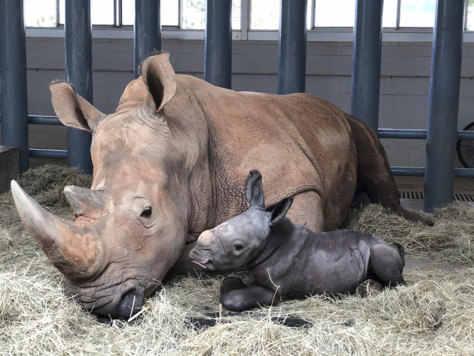 In this image provided by Walt Disney World, white rhinoceros Kendi, left, shows off a baby male rhino she gave birth to Sunday, Oct. 25, 2020, at Disney's Animal Kingdom at Walt Disney World Resort in Lake Buena Vista, Fla. The baby rhino was the result of a Species Survival Plan overseen by the Association of Zoos and Aquariums to ensure the responsible breeding of endangered species. (Walt Disney World via AP)