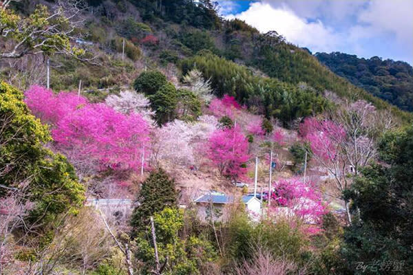 萬里山園櫻花綻放，約3甲的山谷春意盎然 (圖片來源／萬里山園)