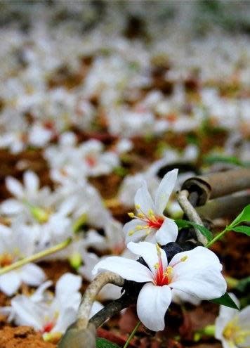 【2012桐花祭】苗栗桐遊浪漫，雪白花毯夢幻景點