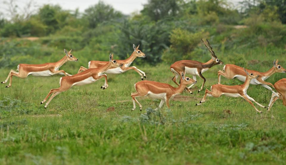 <strong>Just enjoy the view.</strong> Antelopes run through a field on the outskirts of Ahmedabad. (Photo by SAM PANTHAKY/AFP via Getty Images)