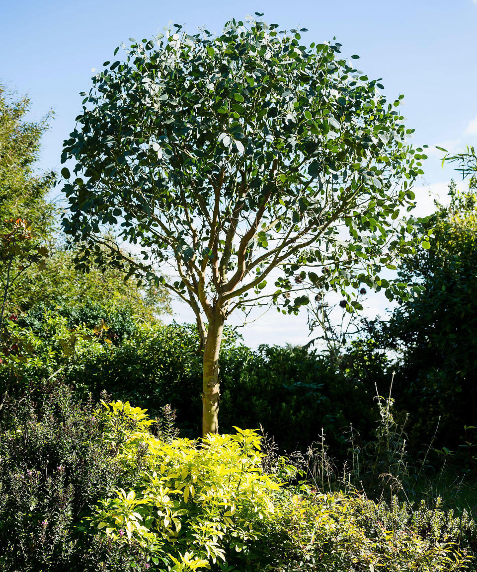 4. EUCALYPTUS GUNNII (CIDER GUM)