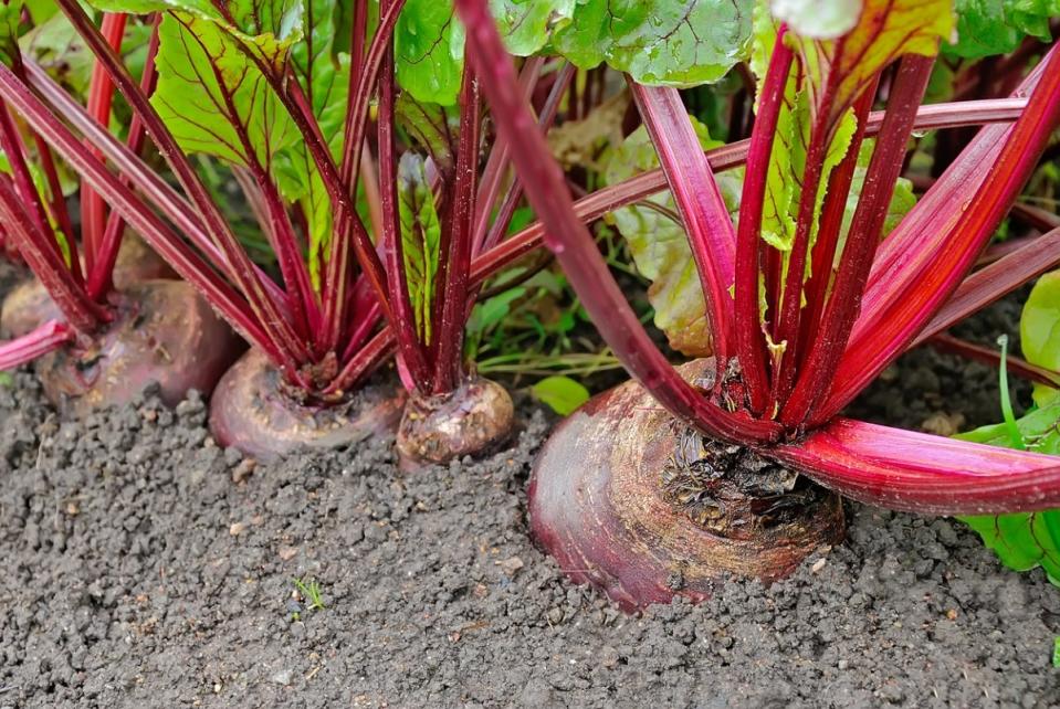 A row of large red beets growing in garden soil.