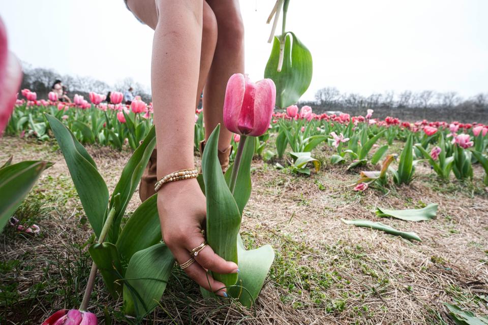 Madison Boaz picks a tulip at the Liberty Grace Farm Tulip Festival.