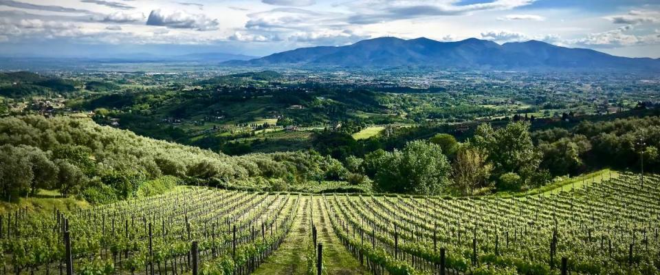 Beautiful green field with rows of plants against a blue sky with mountains in the background.