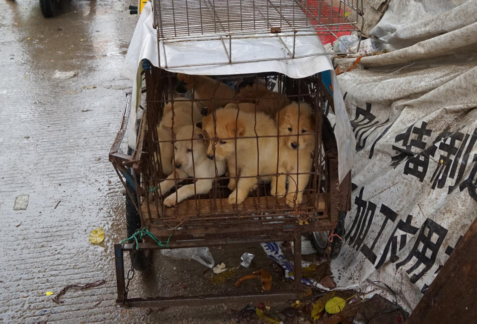 Puppies are seen in a cage at a dog meat market in Yulin, in China's southern Guangxi region on June 21, 2017.  China's most notorious dog meat festival opened in Yulin on June 21, 2017, with butchers hacking slabs of canines and cooks frying the flesh following rumours that authorities would impose a ban this year. / AFP PHOTO / STR / CHINA OUT        (Photo credit should read STR/AFP/Getty Images)