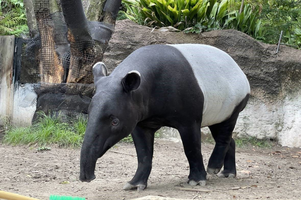 馬來貘「Hideo英雄」2歲的模樣(橫濱動物園提供)