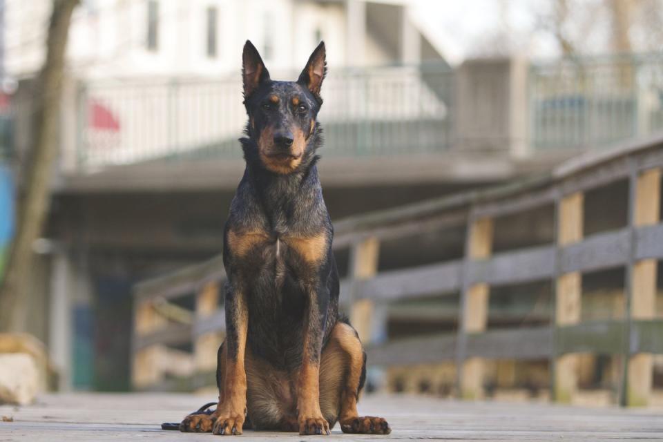 beauceron with cropped ears