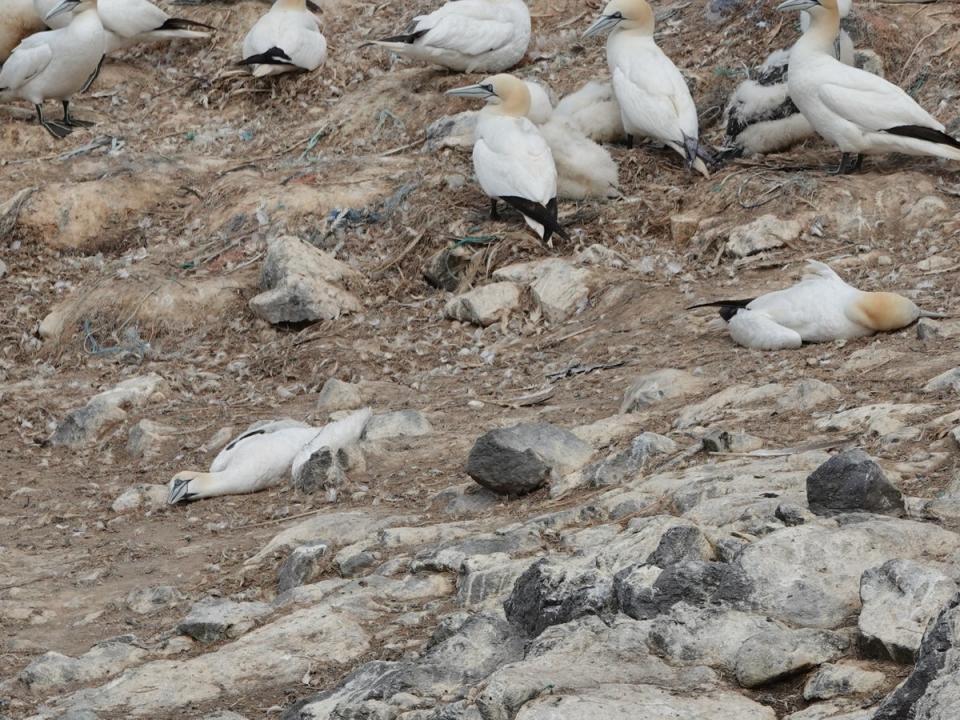 Dead and dying gannets on Grassholm in Pembrokeshire, Wales, this week (RSPB)