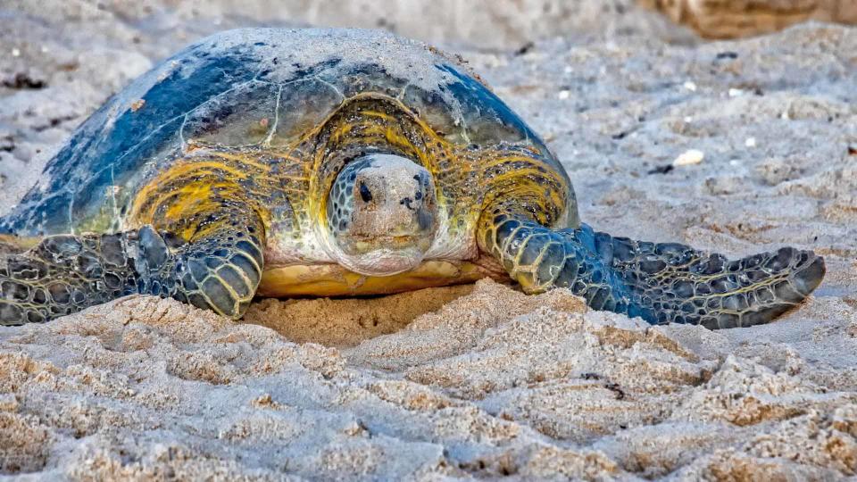 A green sea turtle returns to the ocean after leaving her eggs in a nest at Archie Carr National Wildlife Refuge in Melbourne Beach, Fla., on Aug. 8.
