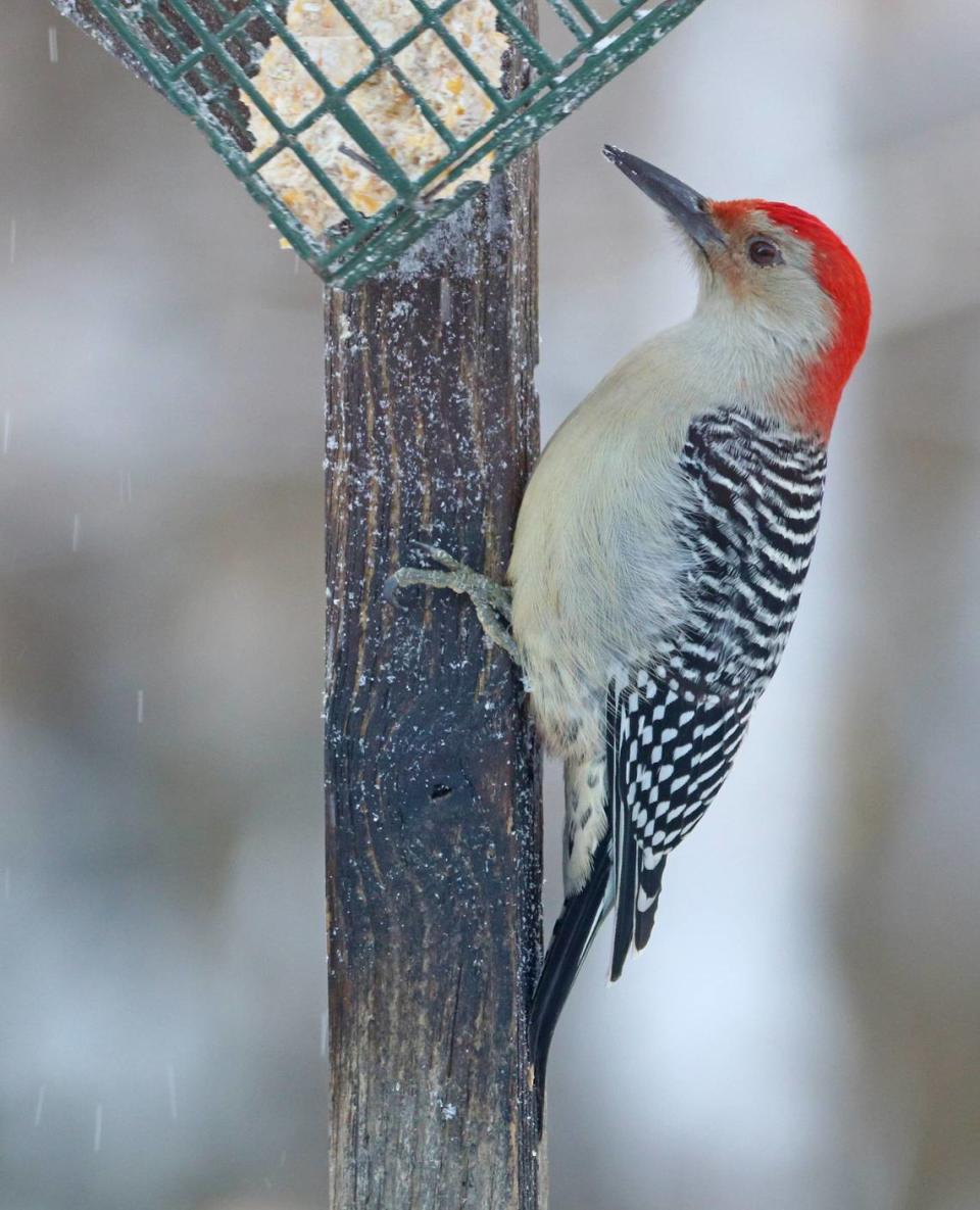 The red-bellied woodpecker is an aggressive feeder bird — often driving other birds away from the suet.