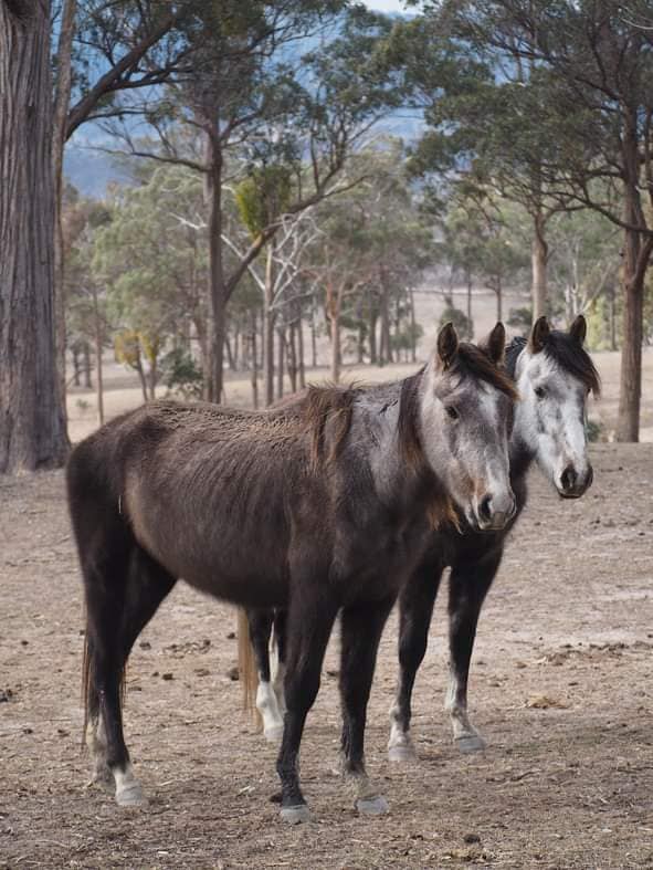 Ponies shown in baron drought stricken Queensland surroundings as brumbies fight for life.