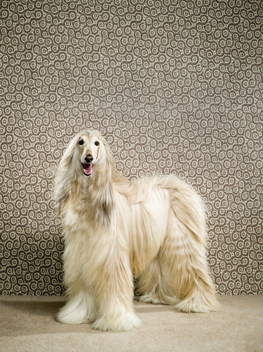 dogs that dont shed afghan hound