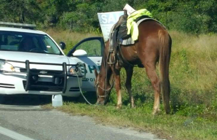 Polk County Sheriff's Office deputies pulled Donna Byrne over as she riding her horse, pictured, on Thursday afternoon. (Photo: Polk County Sheriff's Office)