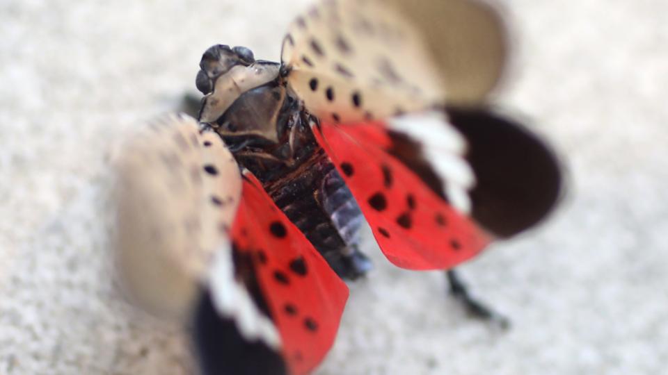 A dead spotted lanternfly is shown, Tuesday, August 9, 2022.