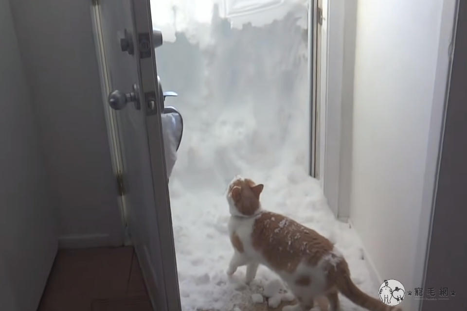 <p>加拿大的一隻橘白貓，原想去庭院玩，打開家門卻出現厚厚的積雪。（影／美聯社 AP+Jukin Media授權）</p>
