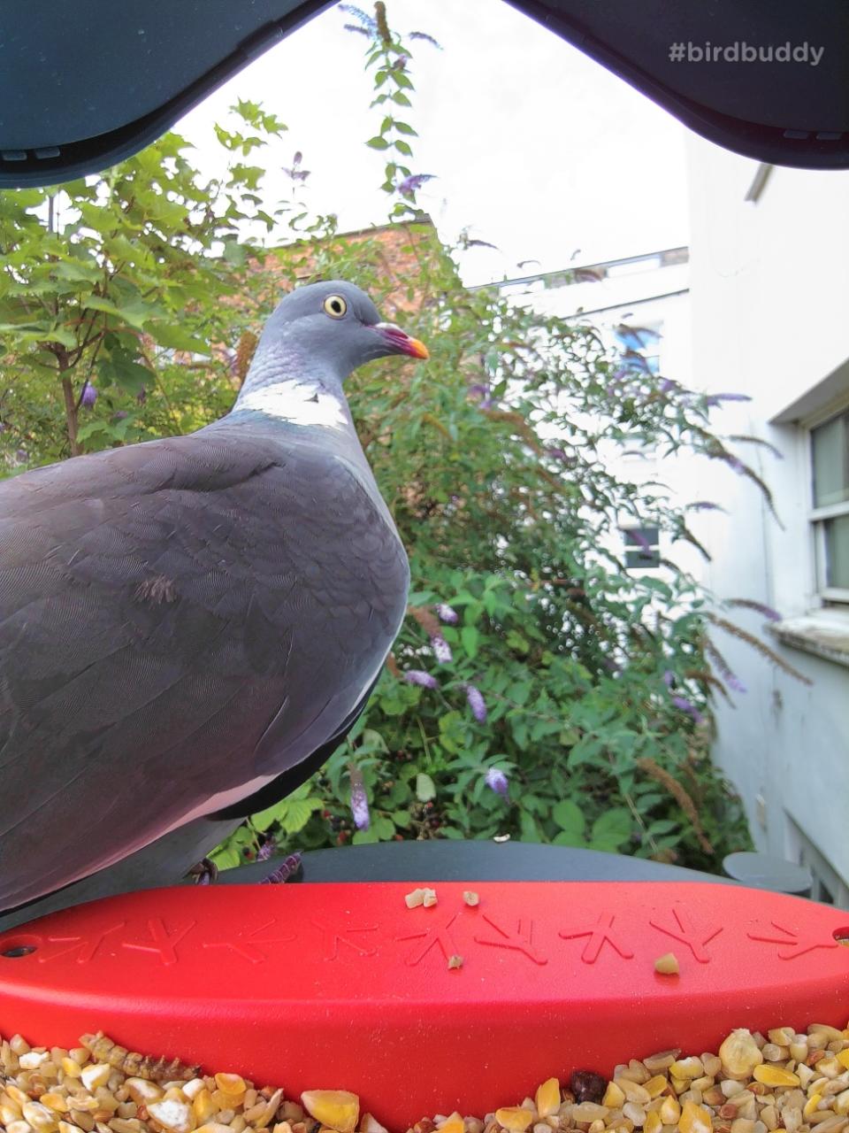 Bidybuddy photo of a pigeon
