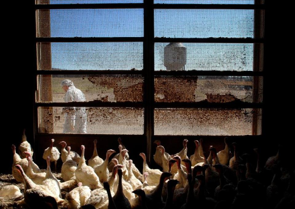 Greg Langmo at one of his turkey barns in 2007