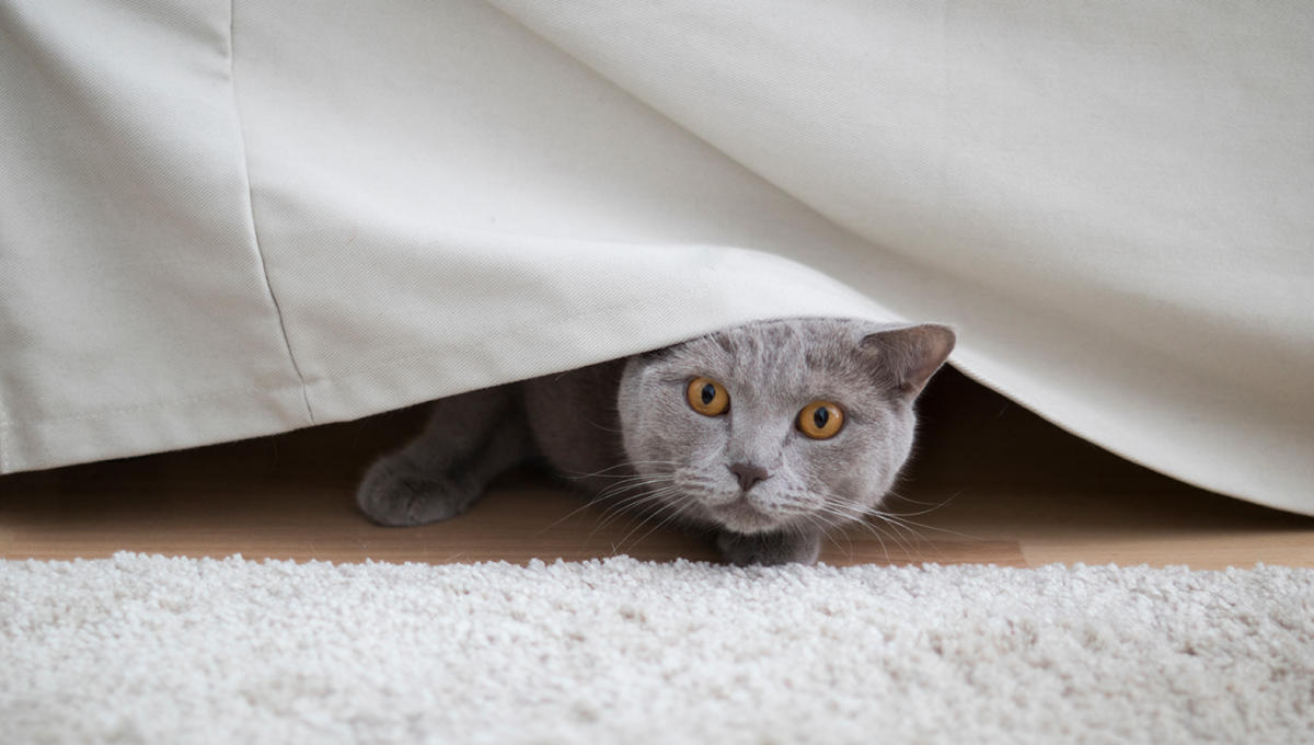 Why These Scaredy Cats Are Absolutely Terrified of Cucumbers - ABC News