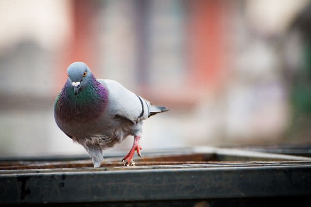 Pigeon