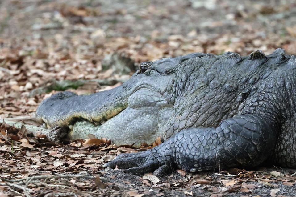An alligator sits by the water at the Wakodahatchee Wetlands on May 21, 2023 in Delray Beach, Florida.