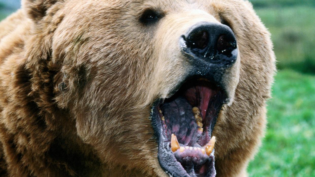  Grizzly bear roaring. 