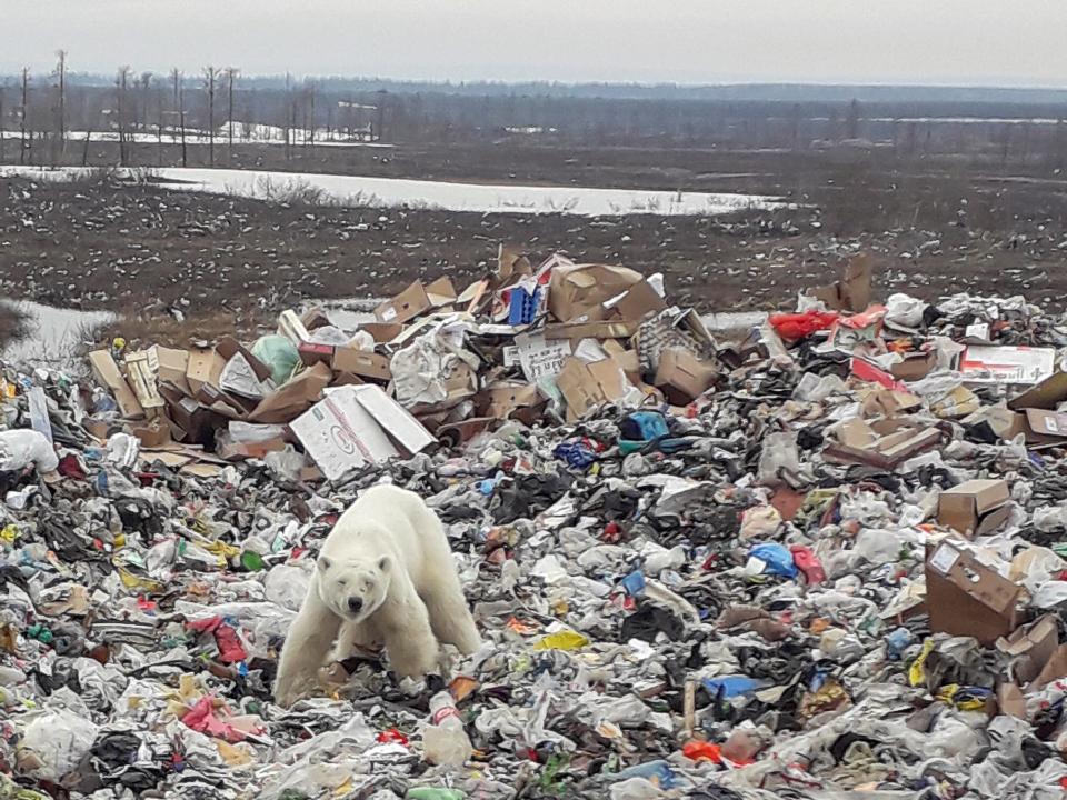 starving polar bear