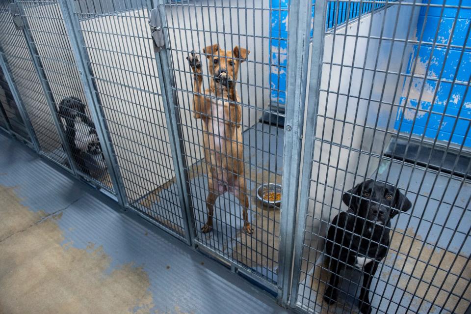 Dogs wait to be adopted at the Montgomery Humane Society in Montgomery, Ala., on Friday, July 23, 2021.