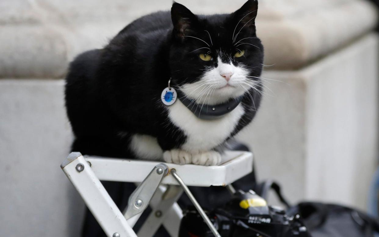 Palmerston was overweight - AP