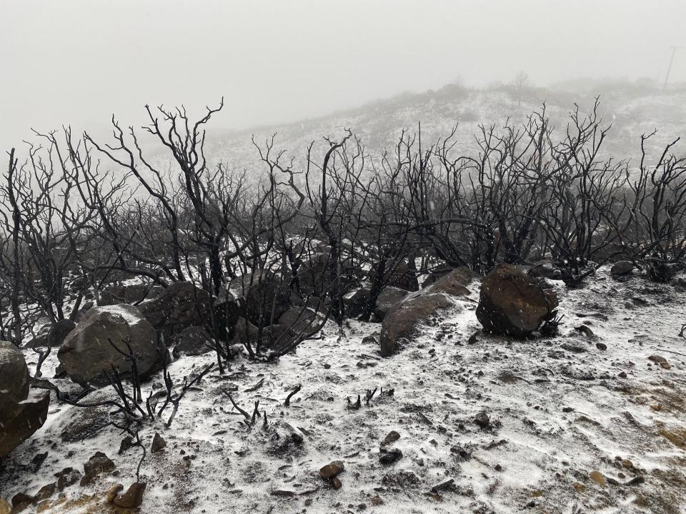 This photo tweeted by the Santa Barbara County Fire Department shows the recently charred chaparral covered in snow, a rare sight for the Santa Barbara South Coast in Santa Barbara, Calif., Thursday, Nov. 28, 2019. Wintry weather temporarily loosened its grip across much of the U.S. just in time for Thanksgiving, after tangling holiday travelers in wind, ice and snow and before more major storms descend Friday. (Mike Eliason/Santa Barbara County Fire via AP)