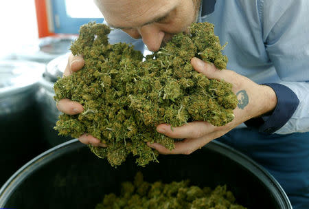 Co-founder Iwan Enderli of Swiss cannabis producer KannaSwiss smells dried cannabis in the company's greenhouse in Koelliken, Switzerland March 20, 2017. REUTERS/Arnd Wiegmann