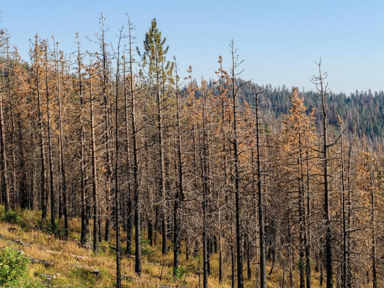 Plan to plant genetically engineered trees throughout US to save dying forests