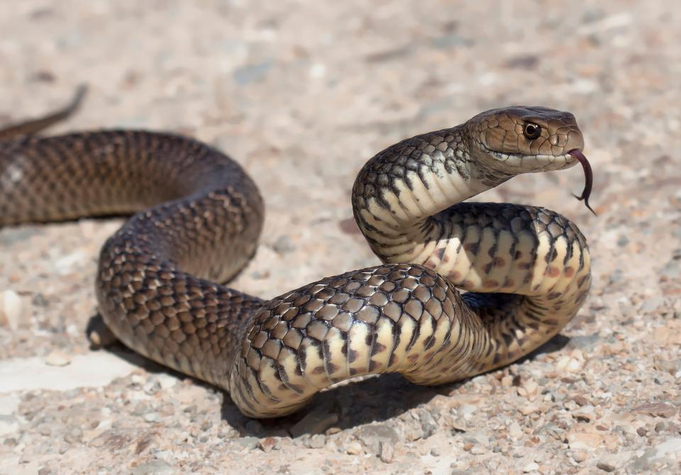 An eastern brown snake