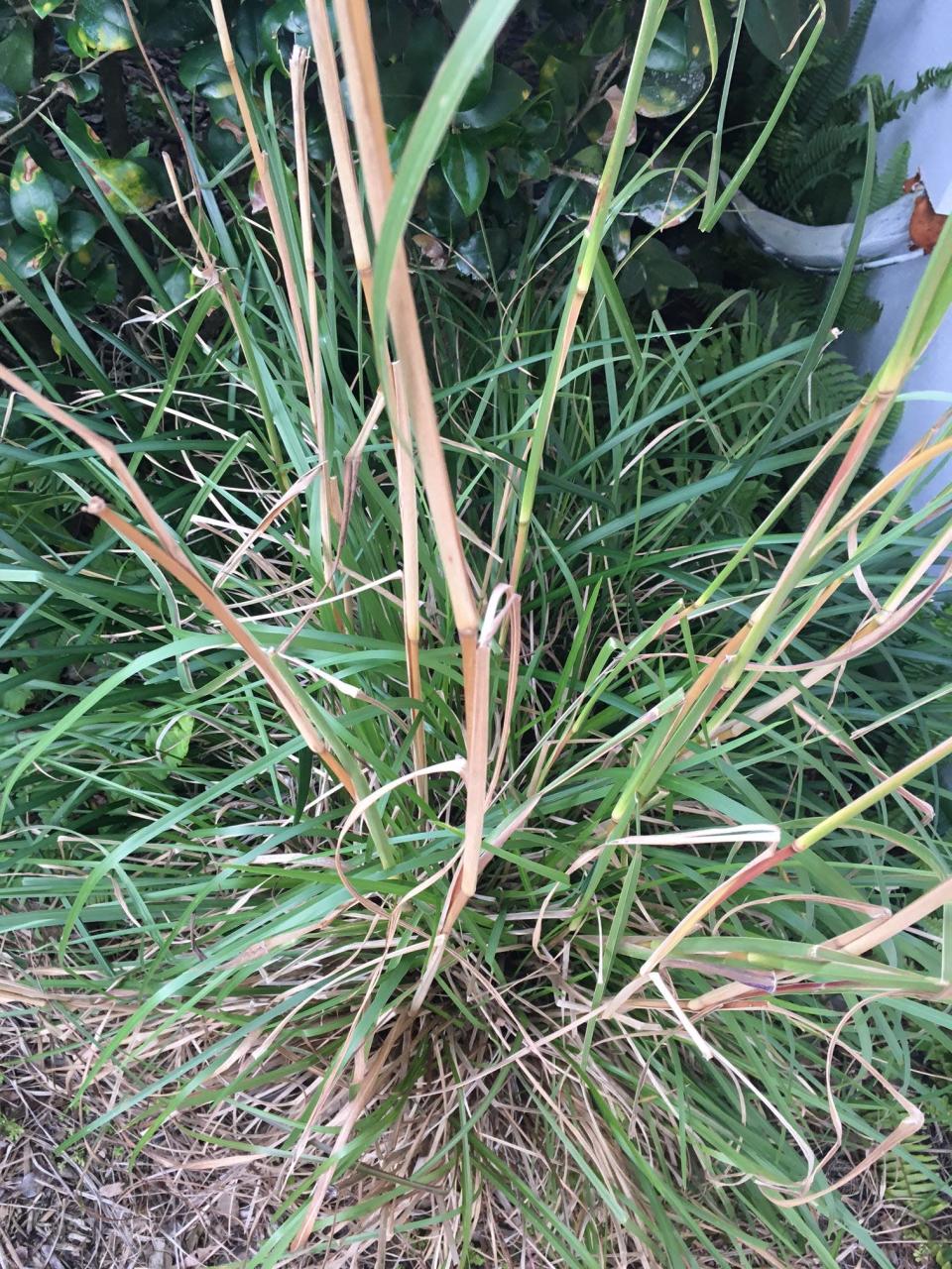 Broom-sedge grass is suited for pollinator and rain gardens and native meadows and upland plantings.