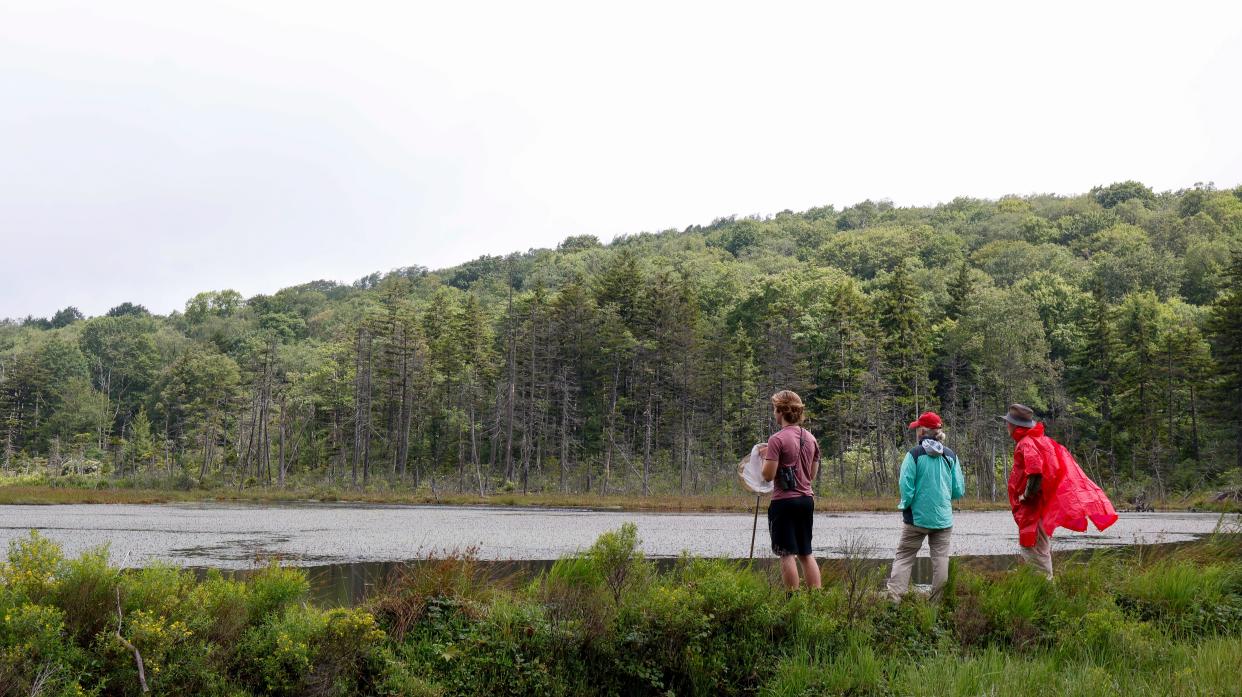 The Big Run Bog on the Blackwater River in West Virginia. The river is 10th on the American Rivers list of "most endangered rivers" this year.