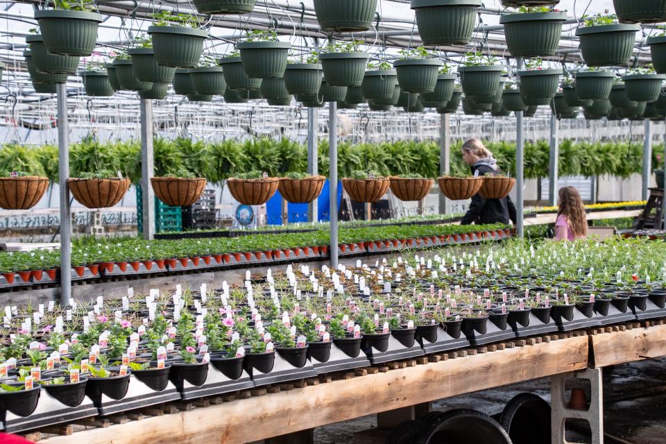 Greenhouses at McDonalds Greenhouse and Corn Maze in Zanesville.