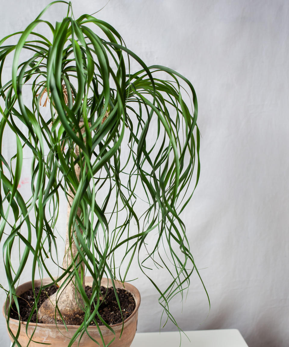 6. Pony tail palm (Beaucarnea recurvata)