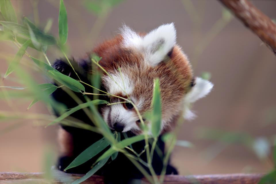 Baby Red Panda, Kiran, is pictured on Oct. 26 in his habitat at the Oklahoma City Zoo and Botanical Garden. The endangered animal was born to first-time parents Khyana and Benjamin.