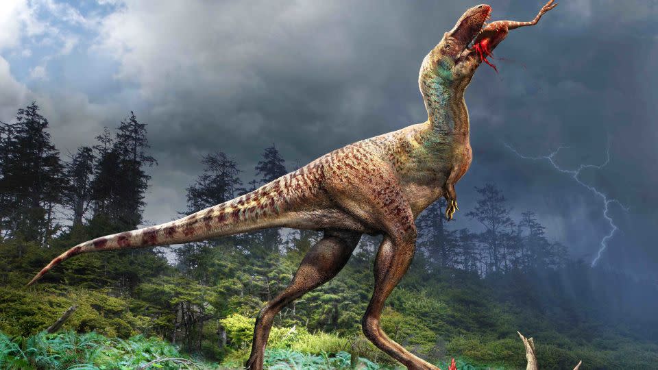 An illustration shows a Gorgosaurus libratus eating dinosaurs belonging to the species called Citipes elegans.  - Julius Csotonyi/Royal Tyrrell Museum of Palaeontology