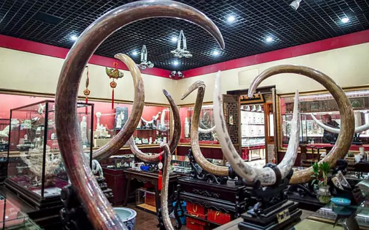 Britain could become first country in world to ban sale of ivory antiques
